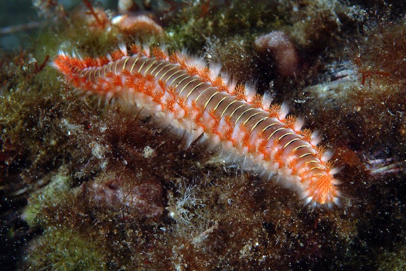 Hermodice carunculata